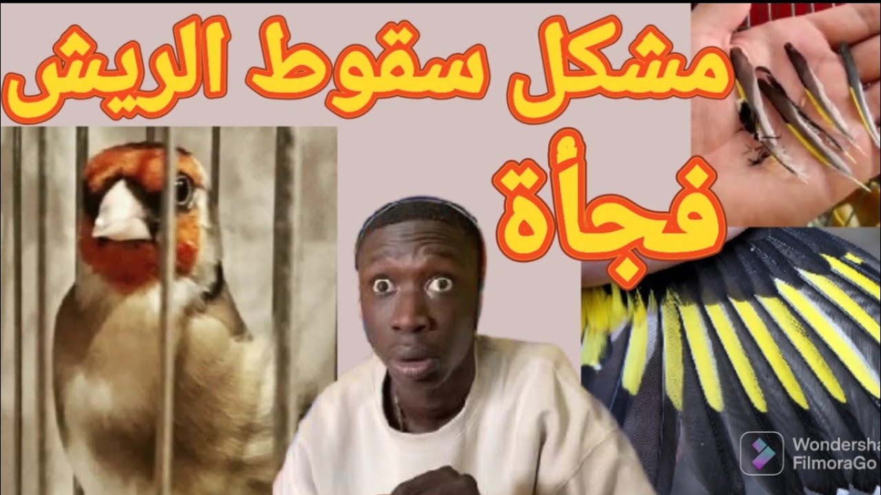 سقوط ريش الحسون المفاجئ أنواعه مسبباته كيف نتدارك الأمر في بدايته كي لا يفقد جهوزيته، الحلول الناجعة