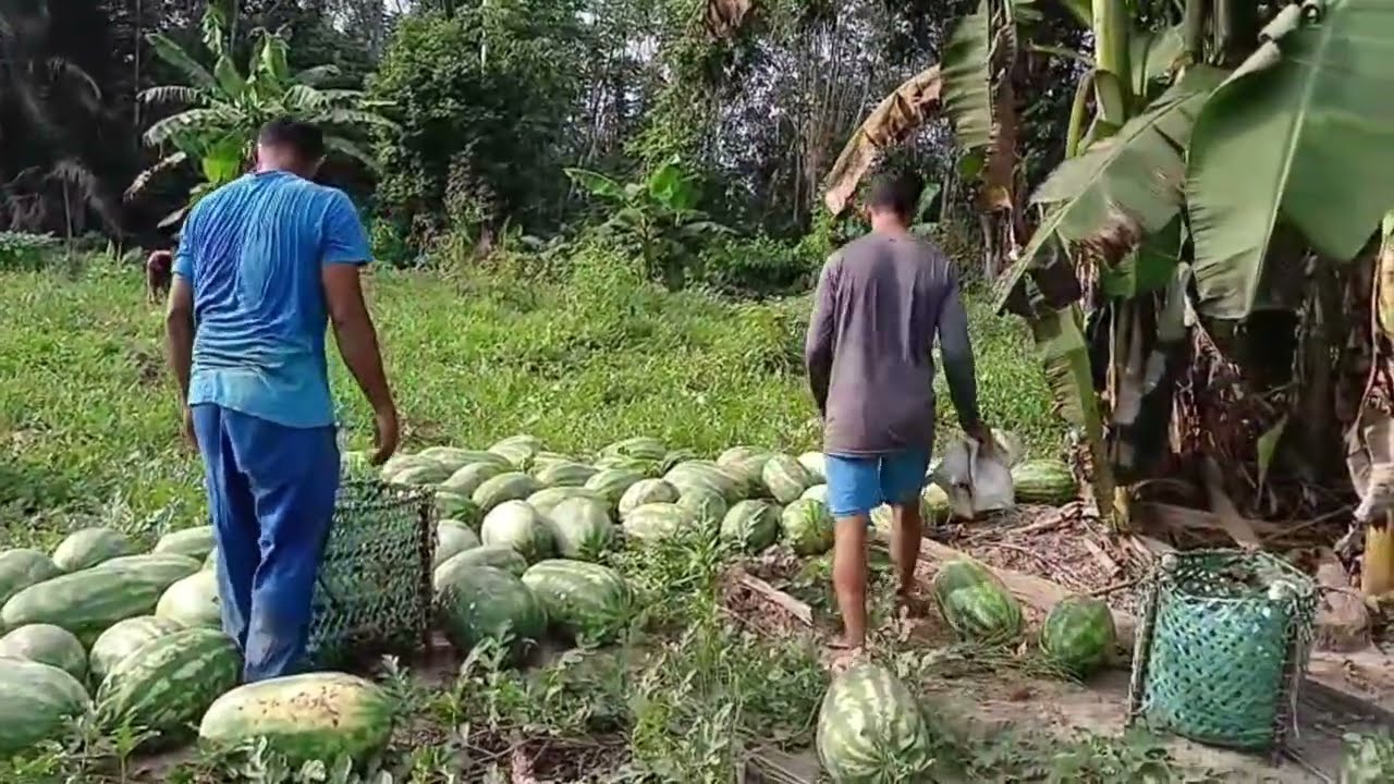 Direto da beira do RIO 😱 Colhendo MELANCIA GIGANTE no AMAZONAS!