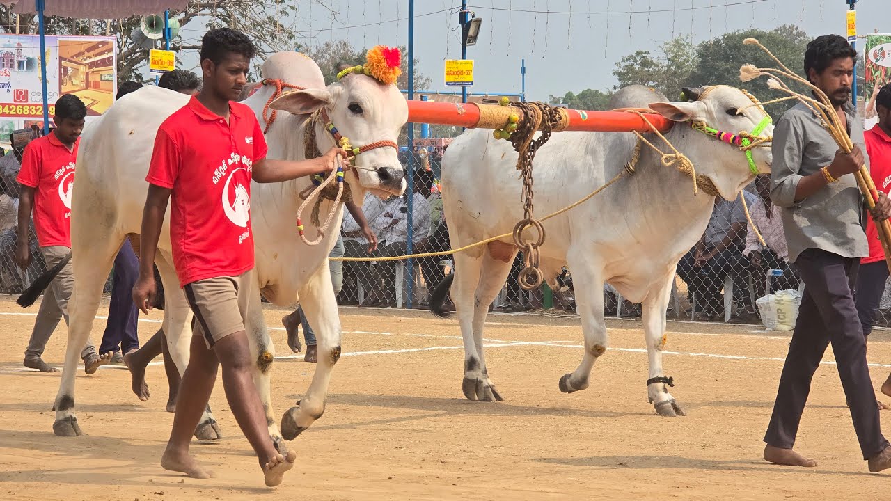 రెంటచింతల నాలుగు పళ్ళు 3జత