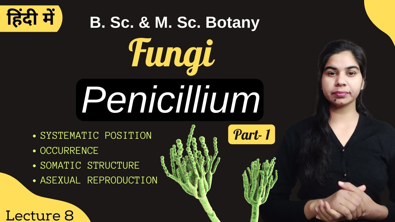 Fungi || Penicillium (Part-1) || in Hindi || Botany || B. Sc. & M. Sc.