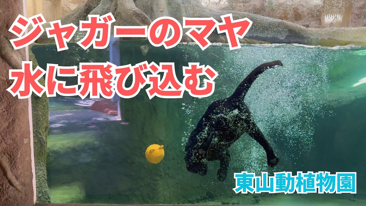 【東山動植物園】ジャガーのマヤ、プールに飛び込む姿が大迫力！