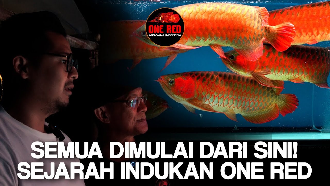 Indukan Umur 27 Tahun, Cikal Bakal ONE RED AROWANA! Pantas Merah Semua Keturunannya