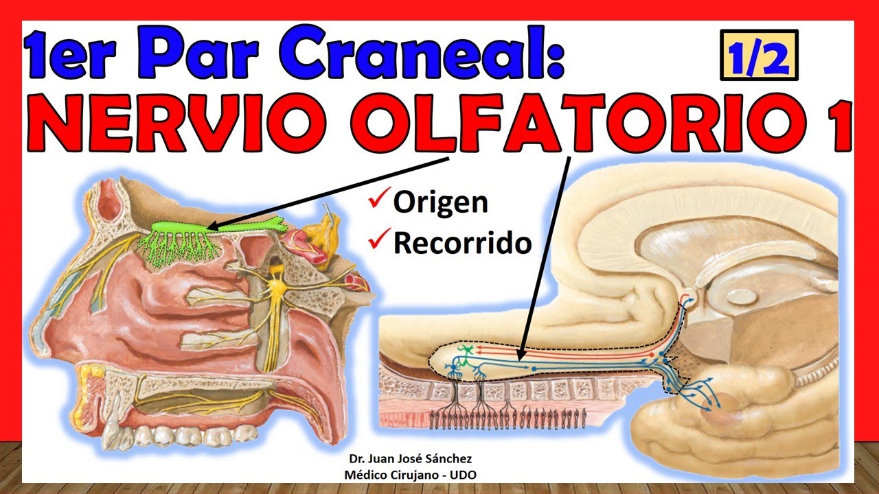 🥇 1er Par Craneal - NERVIO OLFATORIO (1 de 2). Origen Real y Aparente, Trayecto y Relaciones
