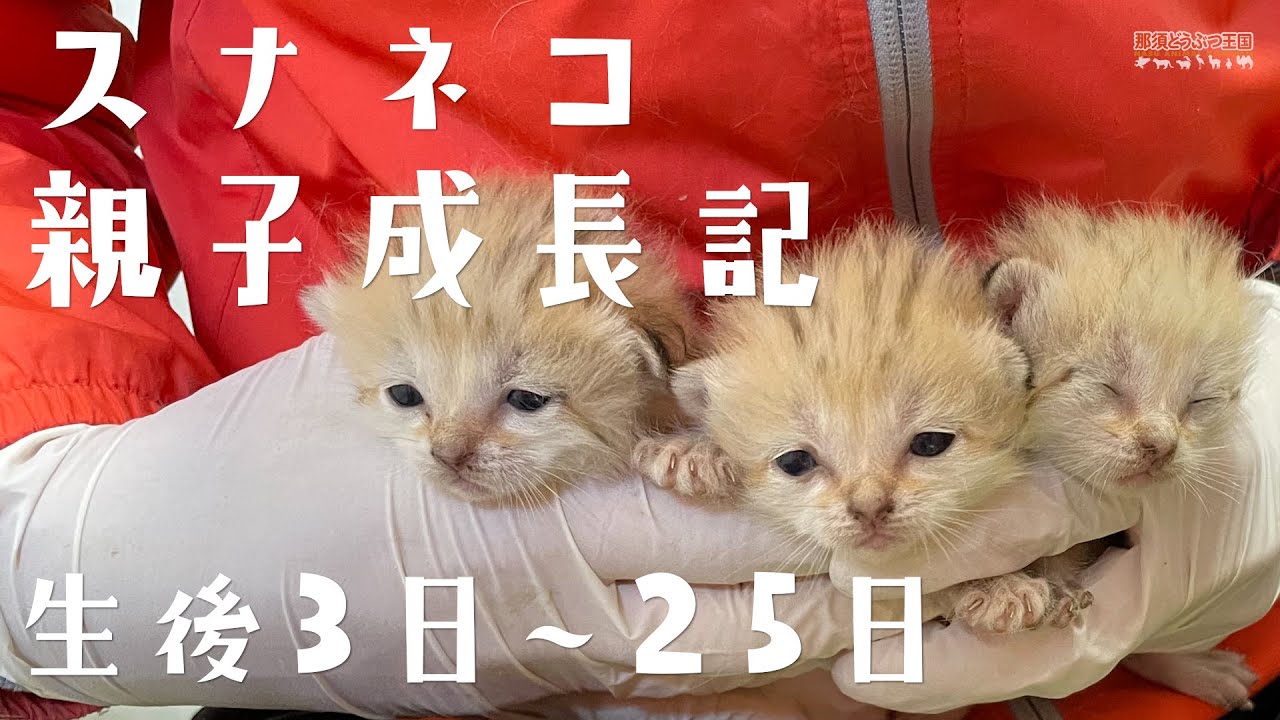 スナネコ親子成長記 生後3日〜25日 / Sand cats - 3 to 25 Days After the Birth -