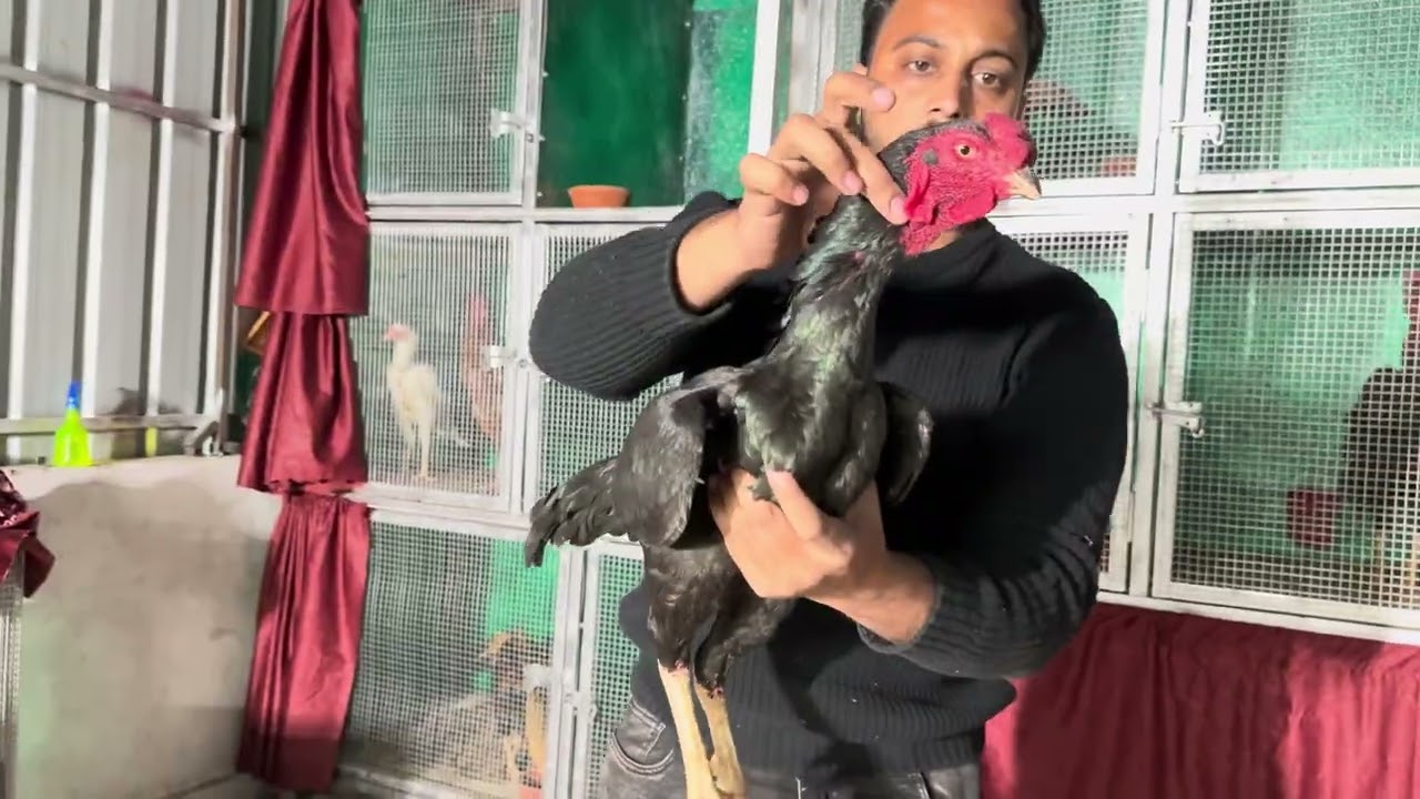Ak..Aseel…Pets…Top..Quality…Aseel…Murge..Jama…Masjid…delhi….Whatsapp..no..9717857592..