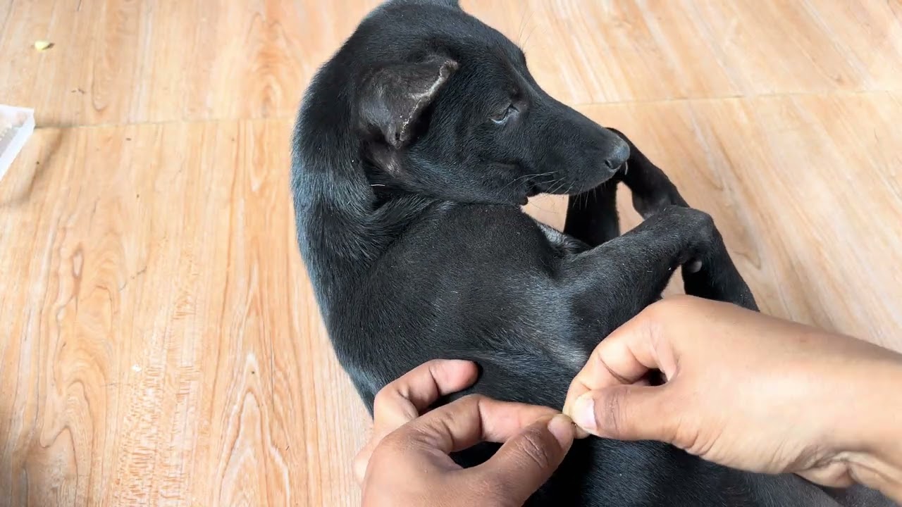 My Poor Dog Can Eat Food 🥘 Before I Find fleas For Her 🕷️🕷️🐜🐜