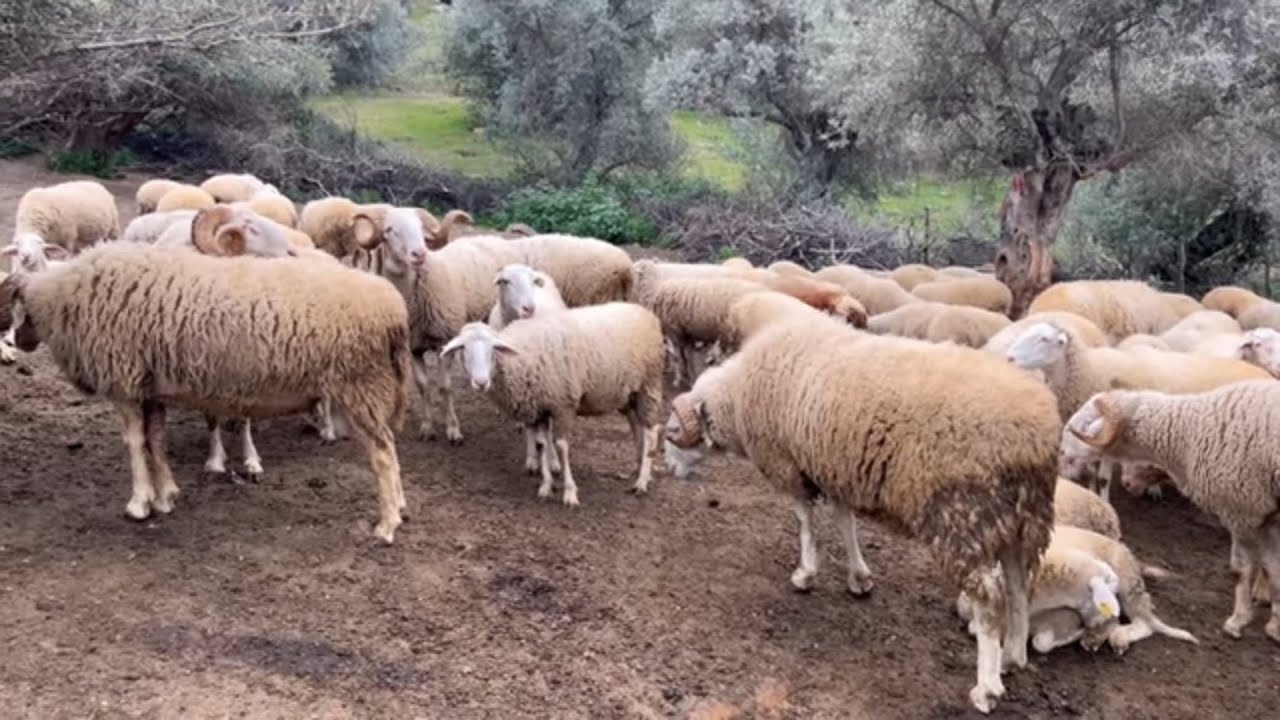 BURSADAN İZMİRE GELEN KIVIRCIK KOYUNU.