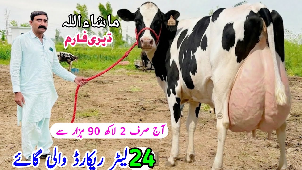👉 24 Liter Record Milk Cow 🐄 Only 2.9 Lakh | MashaAllah Dairy Farm | Eid Special Deal