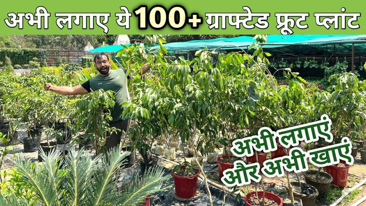 अभी लगाए ये 100+ ग्राफ्टेड फ्रूट प्लांट गमले में और खाएं फल इसी सीजन में | Grafted Fruit Plants