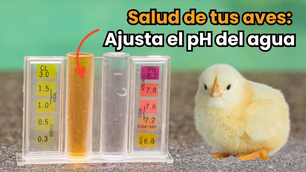 Salud de las aves: pH del agua de bebida