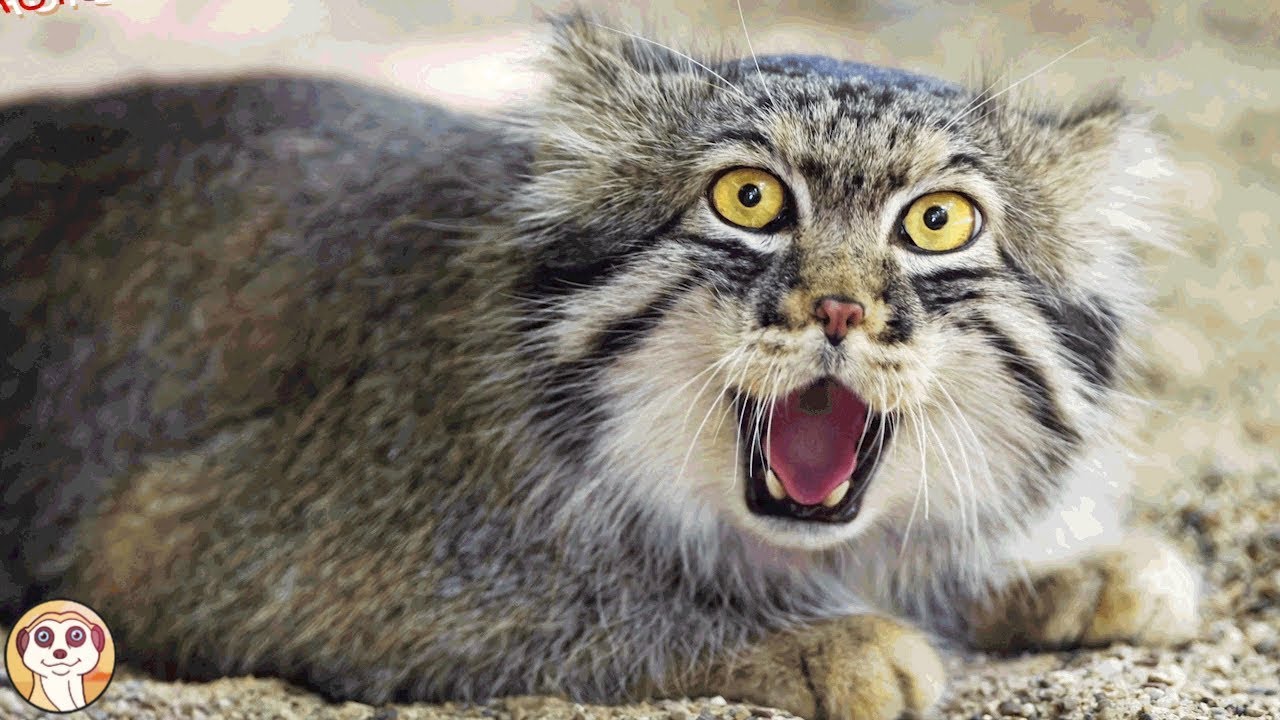 10 RAZZE DI GATTI PIÙ PERICOLOSE AL MONDO