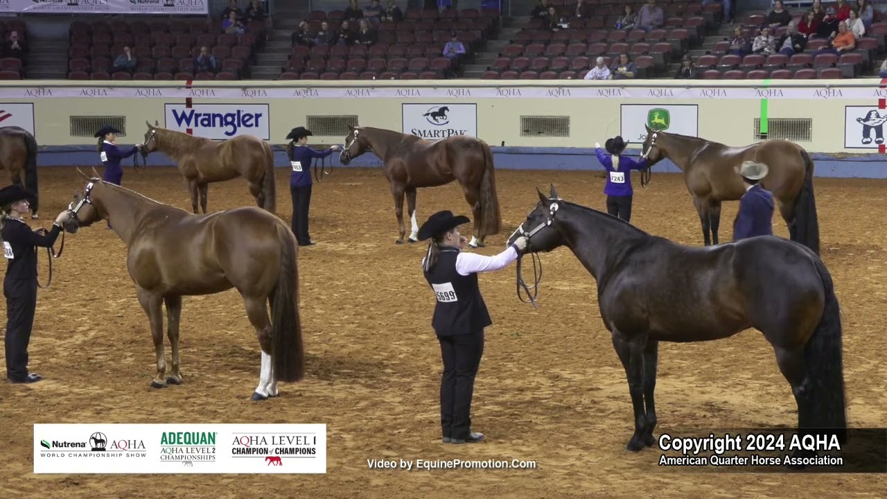 2024 AQHA Amateur Performance Halter Mares World Champion