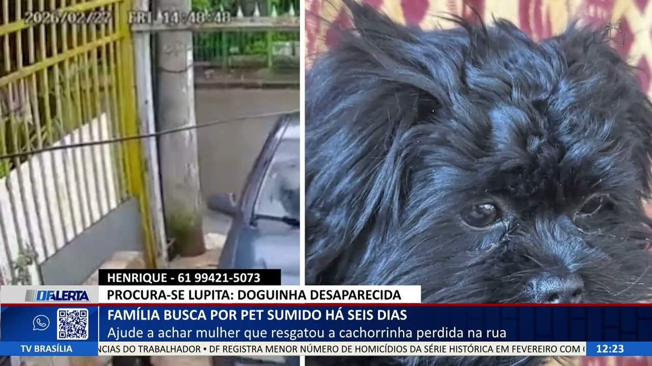 DF ALERTA - Família busca por pet sumido há seis dias