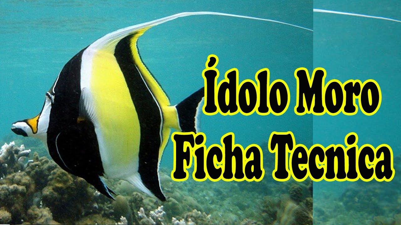 Idolo  moro Y sus cuidados zanclus cornutos