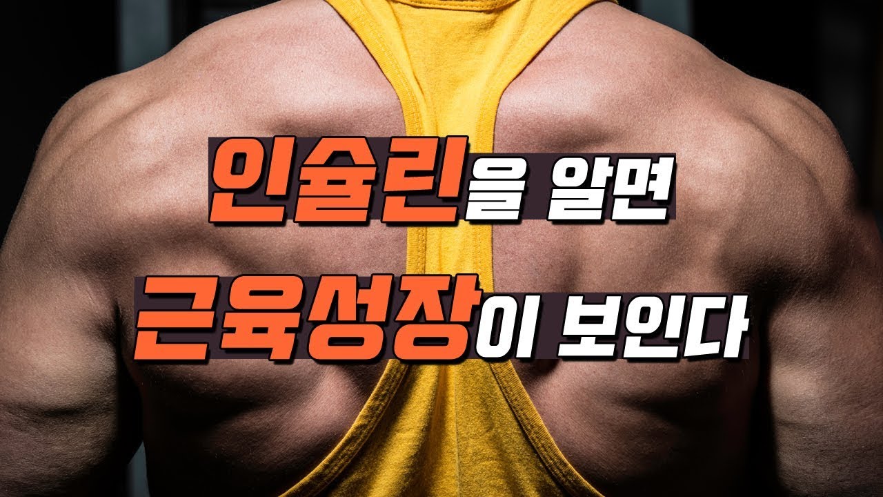 인슐린을 알면 근육성장이 보인다