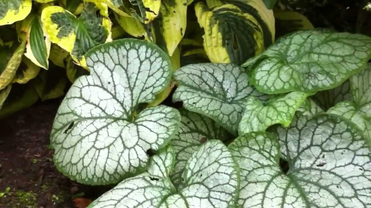 Brunnera; Mr Morse and Looking Glass