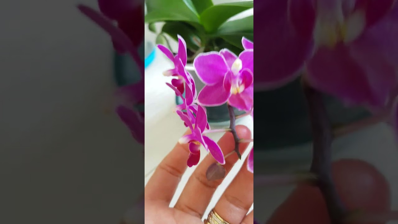 keiki macunu uygulama sonucu ve orkidelerimin yeniden uçtan uça aktiflesmesi peki nasıl aktifler