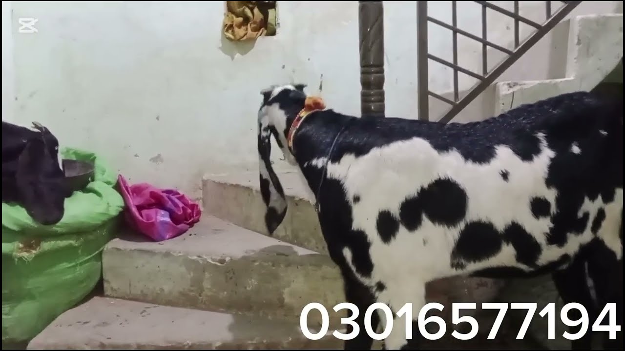 بھائی کے امانت وہ خود ا کے لے گئے چیک کریں ہم نے اچھا مان لیا
