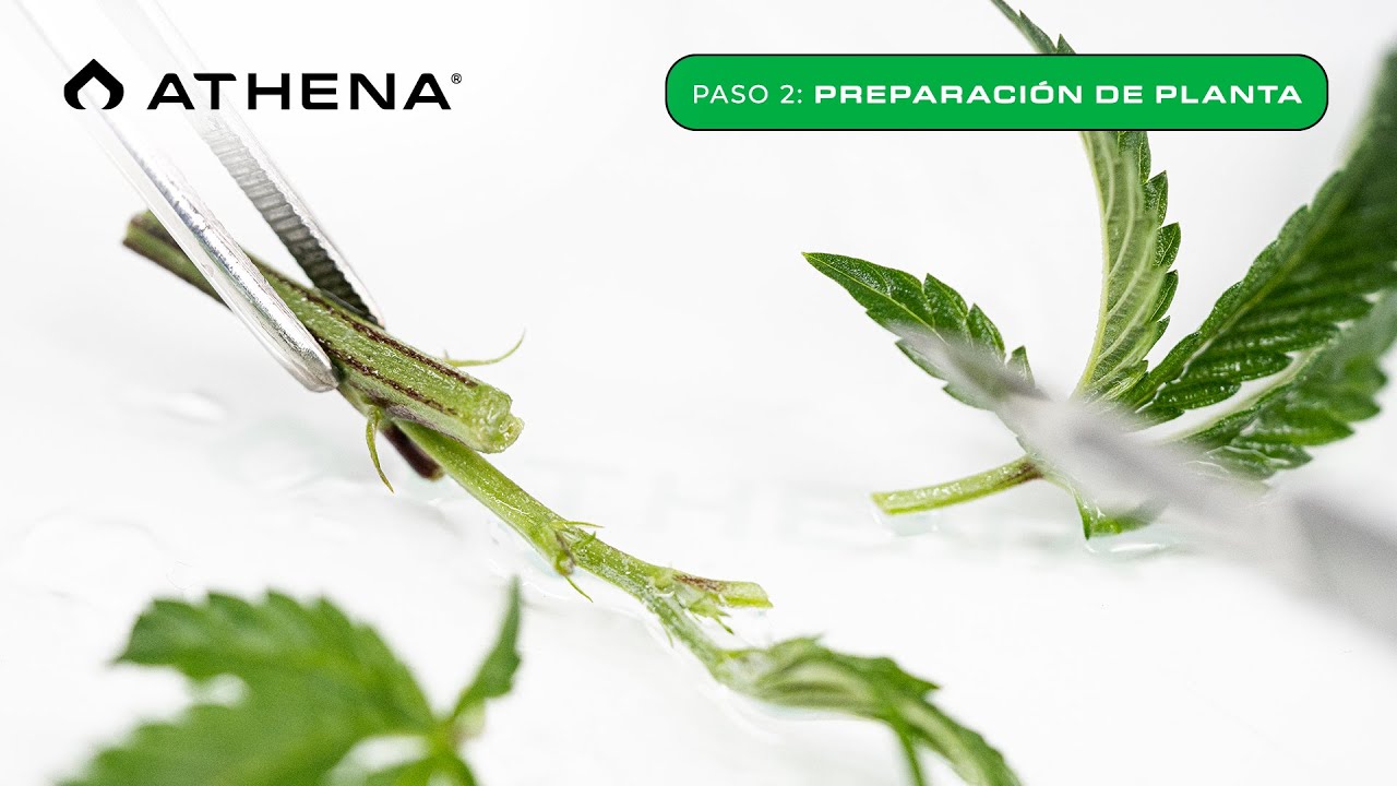 Tissue Culture Kit – Paso 2: Preparación de Plantas