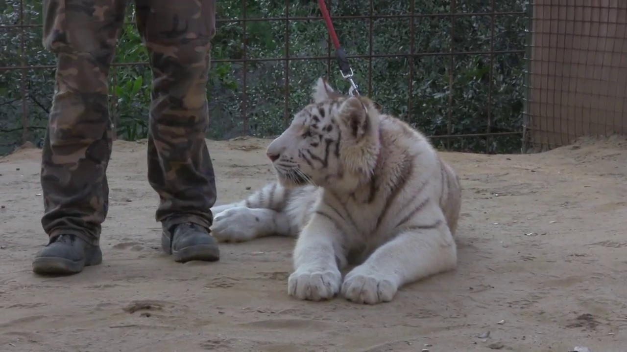 Zoo Castellar - Centro de Rescate animal 2016