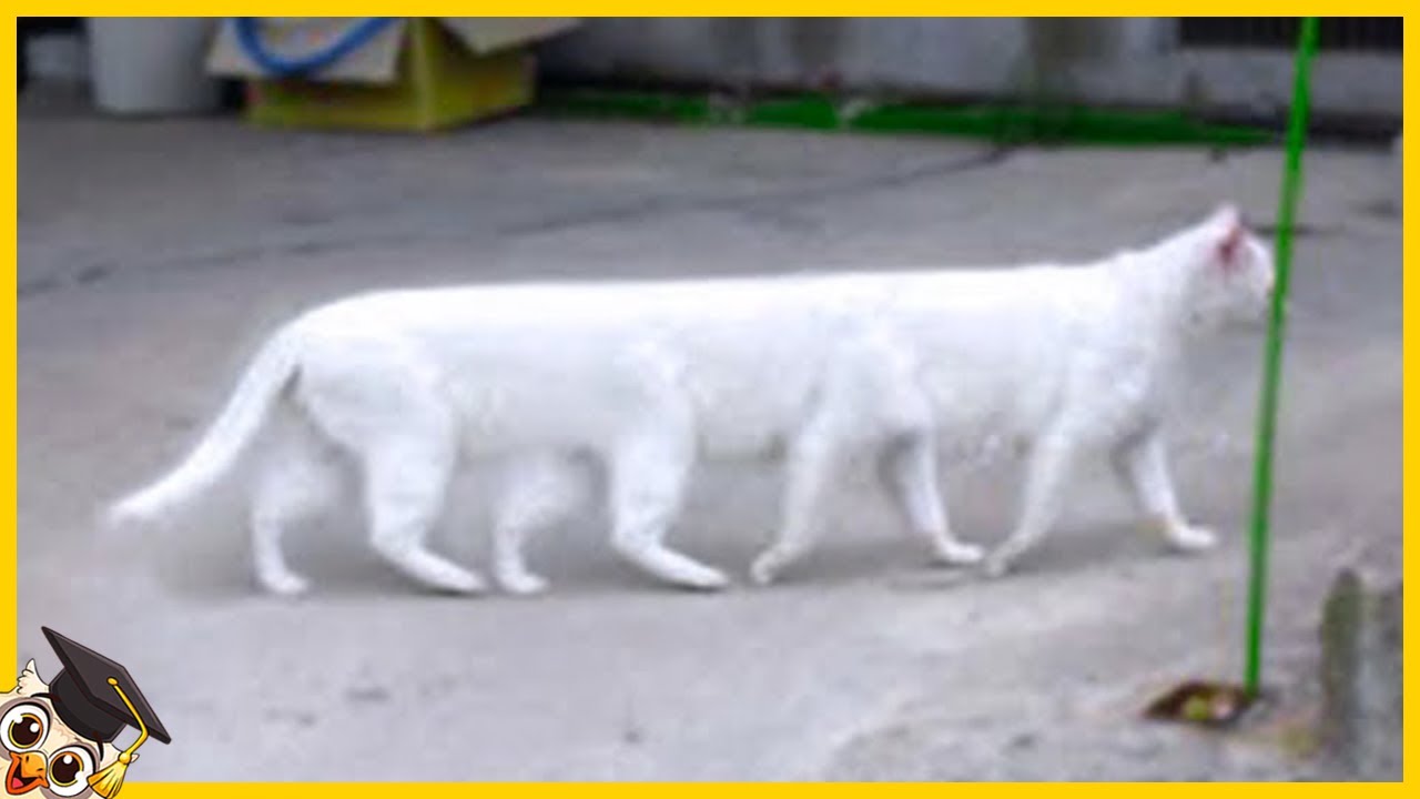 15 Gatos Que Nacen Solo Una Vez Cada Mil Años
