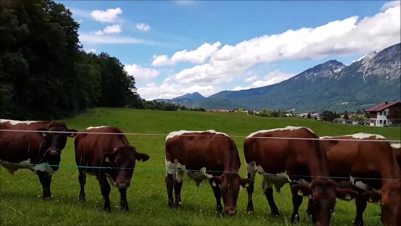 Gassi Rundgang in Bayerisch Gmain