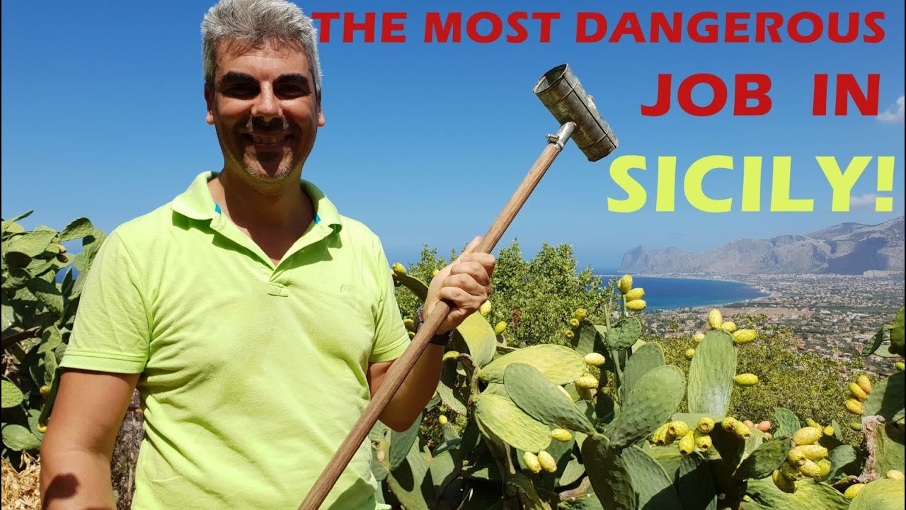 How to pick, peel, and enjoy prickly pears. Learn all about the most traditional Sicilian fruit!