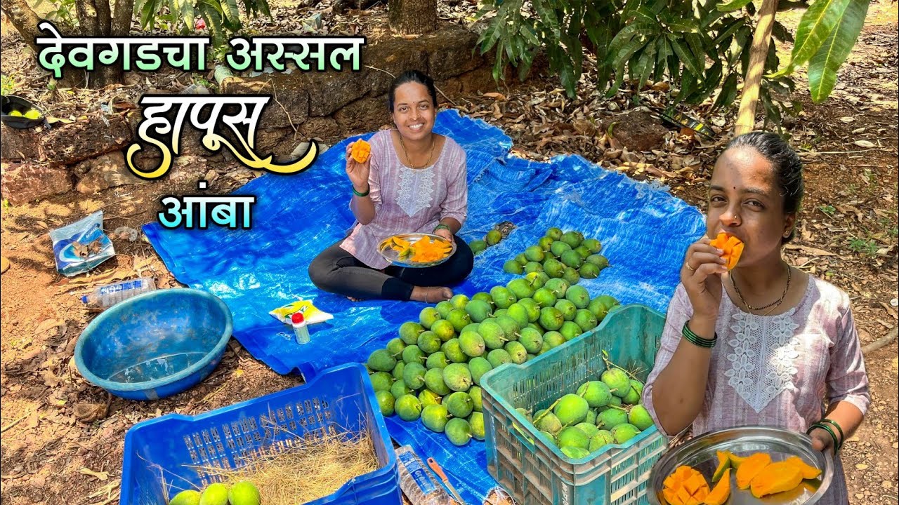 आरुश्रीला घेऊन आलो देवगडच्या मोठ्या आंब्याच्या बागेत|बागेत आहे 500 ते 600 पेटी आंबा|सुजय दादाची बाग