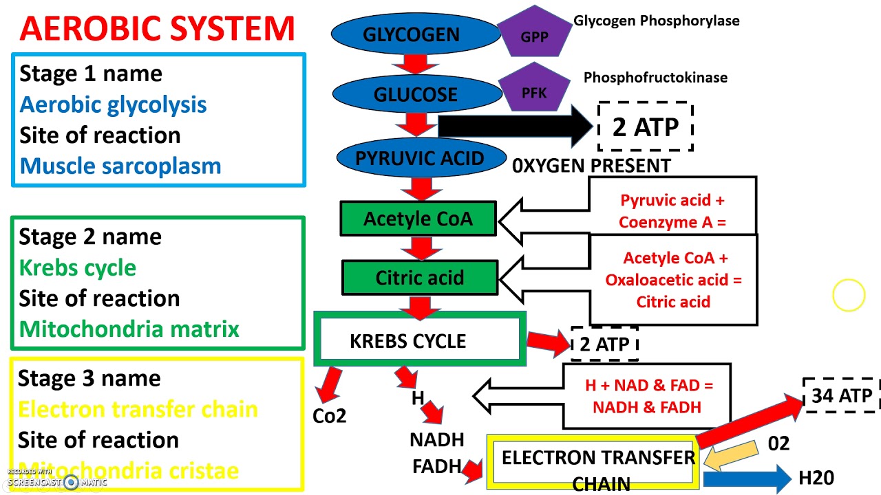 Aerobic system A level