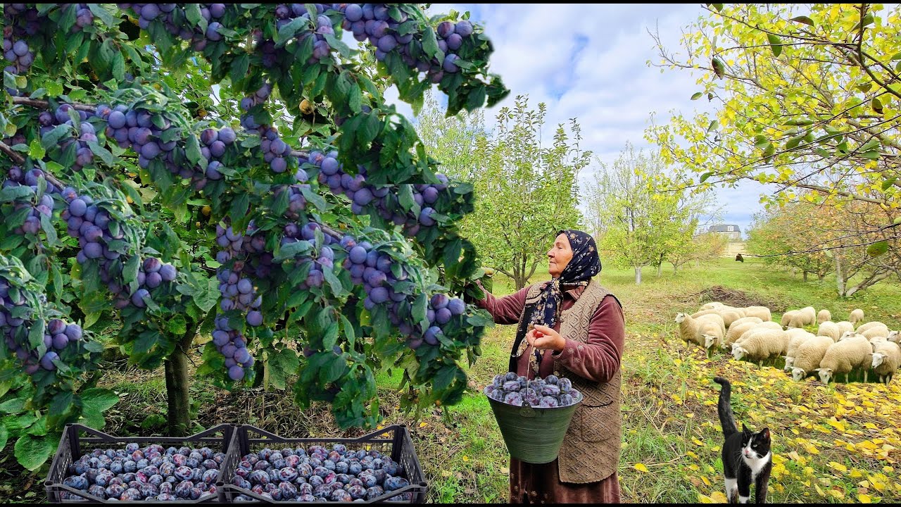 Готовим Варенье и Пирог из Черносливов. @Kənd Dadı | A Taste of the Village.