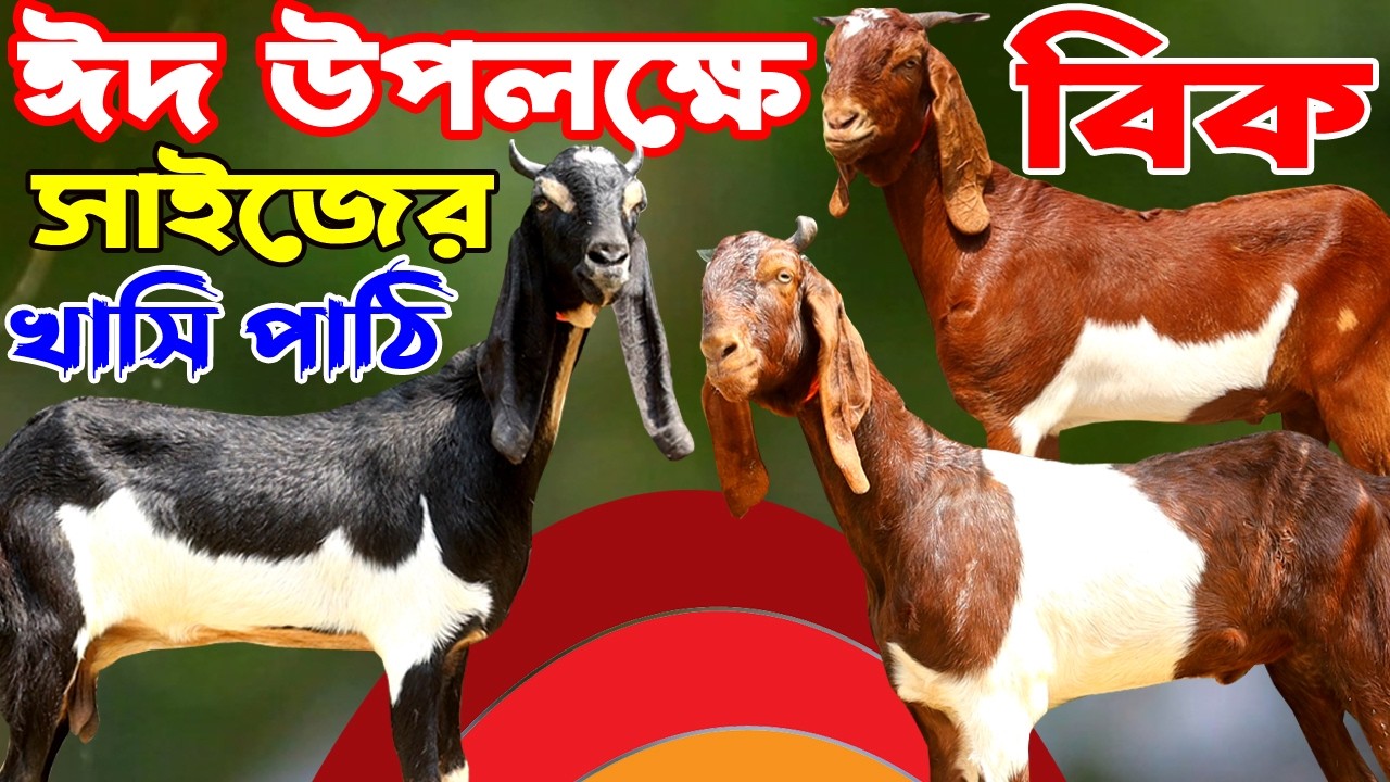আলিম ভাইয়ের ঈদ ধামাকা বিগ বিগ সাইজের খাসি ও পাঠি ছাগলের সমাহার  | Goat Farm | Rakhal Bondhu