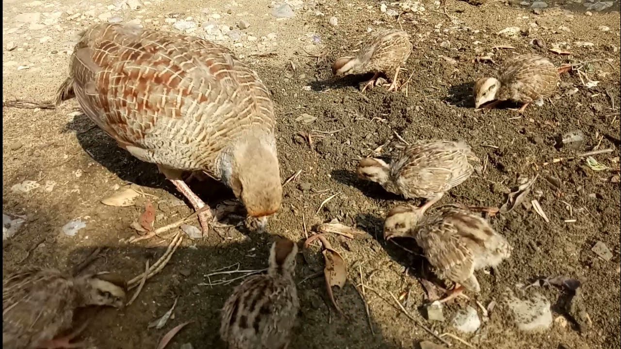 Dakhni teetar growing day by day||teetar ki awaz|dakhni teetar ka pair|teetar sound|partridge voice