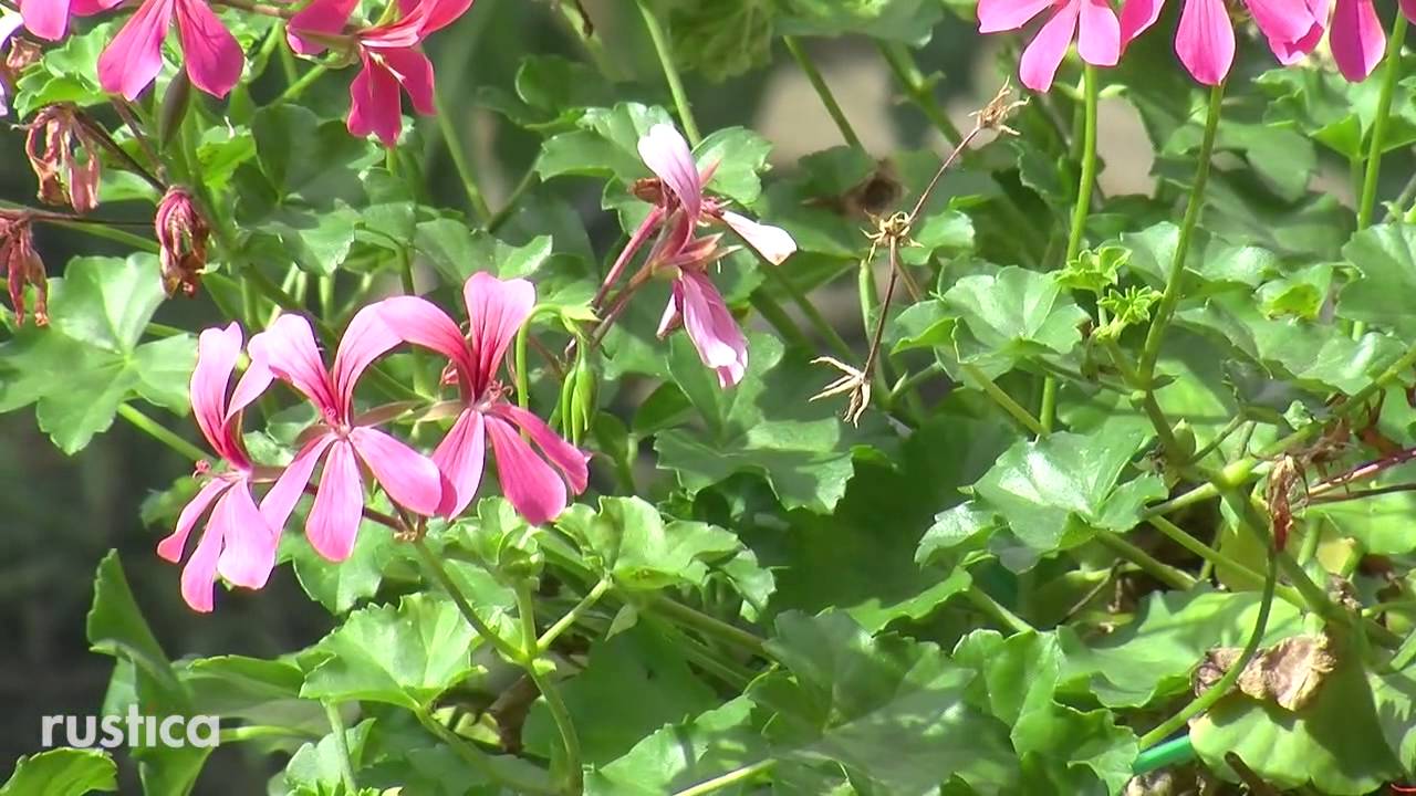 Couper les fleurs fanées
