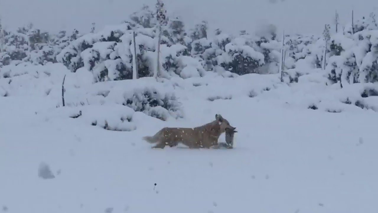 Dog Carries Puppy Through Deep Snow || ViralHog