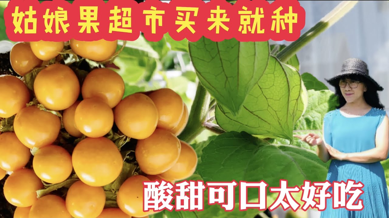 姑娘果種植，燈籠果,酸漿果，How to grow golden berry，聖女果的種植方法，超市買來就種，酸甜適口太好吃，陽臺種植姑娘果，姑娘果育苗，練苗，曬喵， 種植姑娘果，花園種植姑娘果，