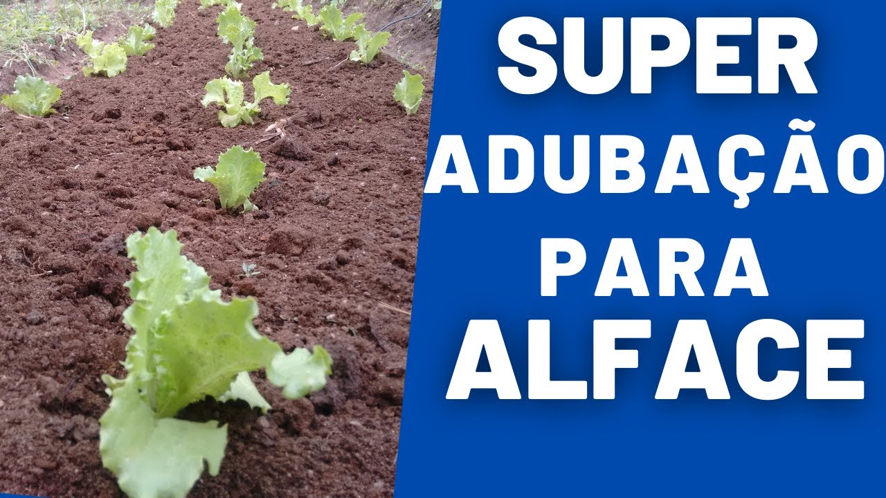 Como adubar alface para a planta crescer  mais rápido