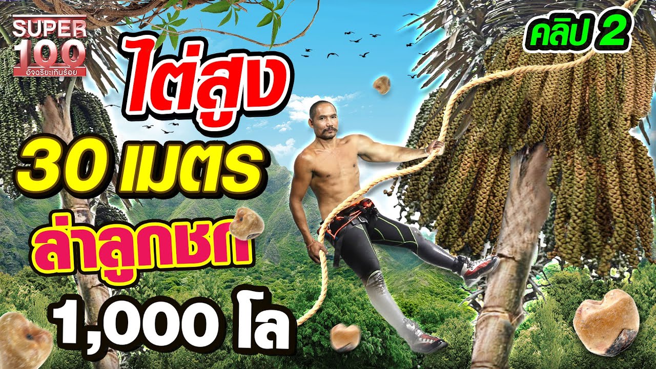 เอ๋ ไต่ขึ้นต้นชกสูง 30 เมตร!! ล่าลูกชก 1,000 กิโล! | SUPER100
