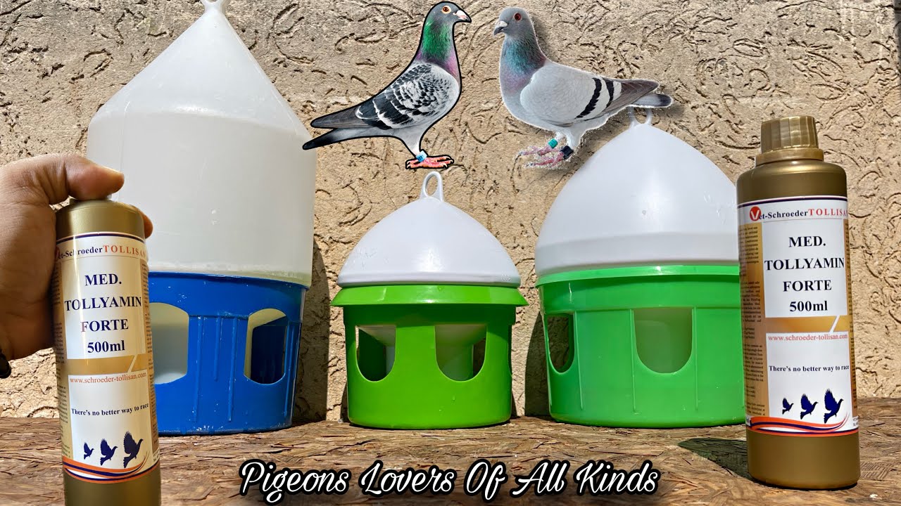 TOLLYAMIN FORTE For Pigeons