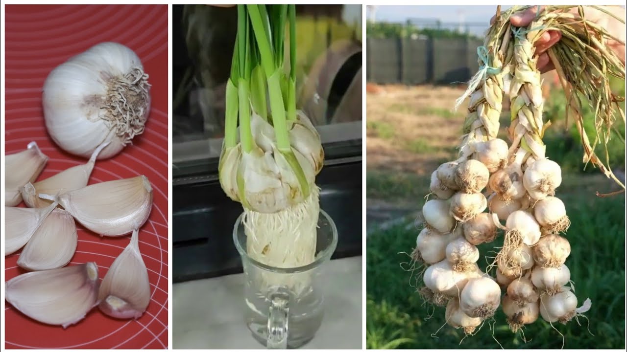 Baştan Sona Sarımsak Yetiştiriciliği