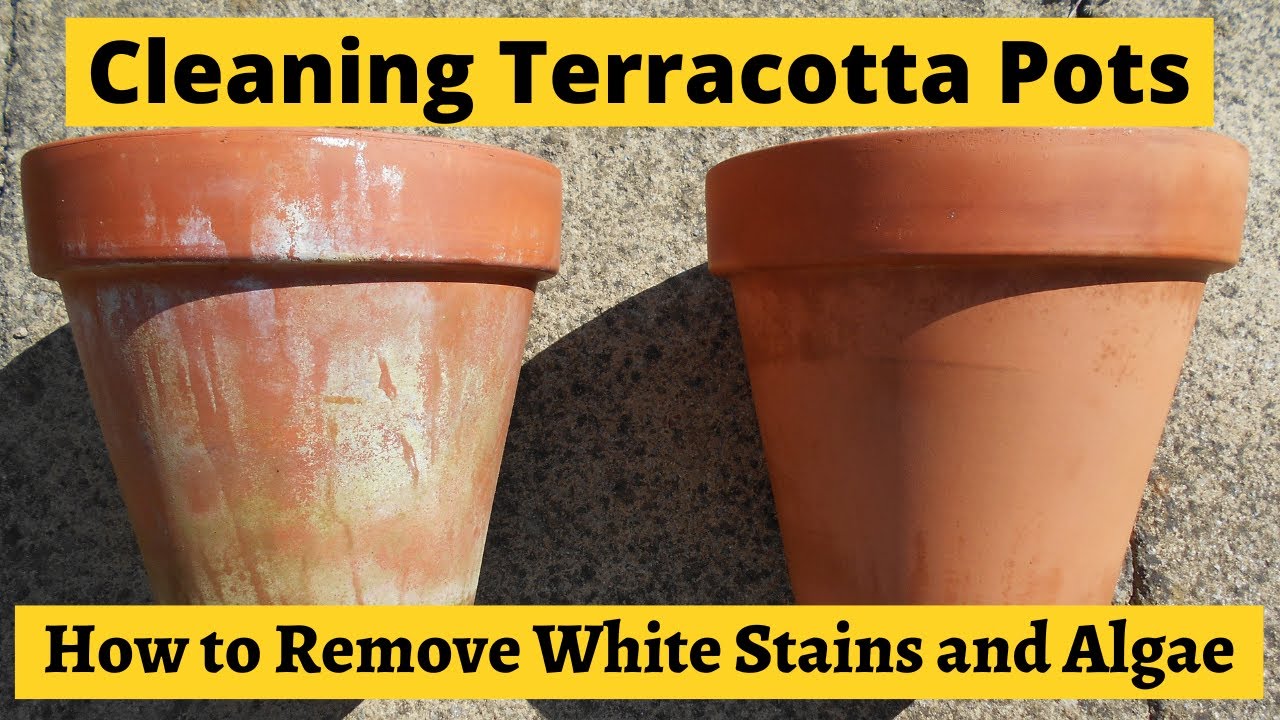 How to clean white stains and algae from terracotta clay pots