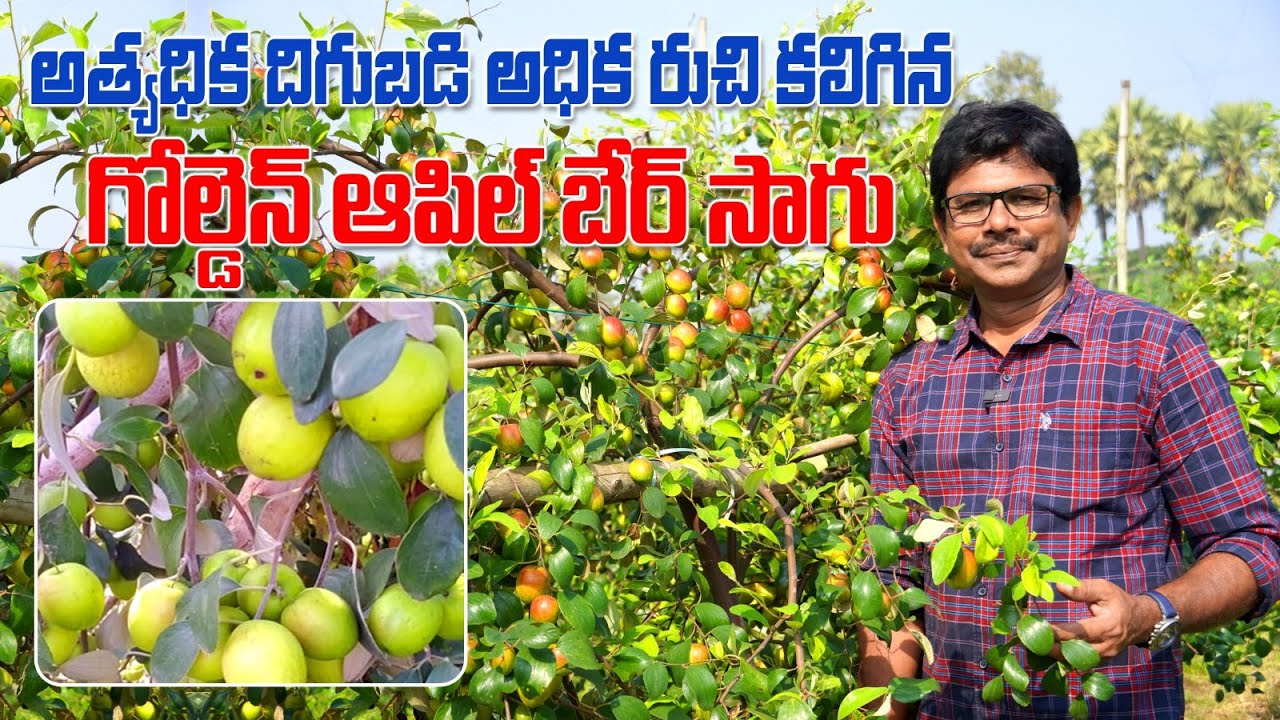 గోల్డెన్ ఆపిల్ బేర్ సాగు తో దిగుబడి బాగుంది | Golden Apple Ber Farming | AgriTech Telugu