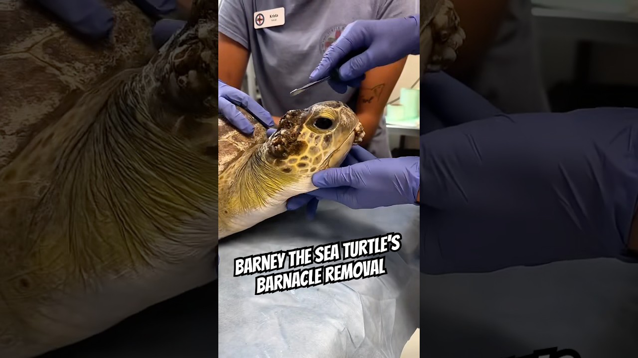 Barney, The Sea Turtle’s Barnacle Removal 🐢