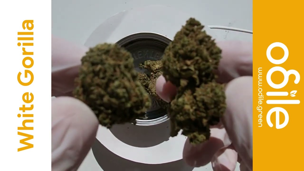 Odile.green White Gorilla CBD - Ouverture de Bo&icirc;te Video