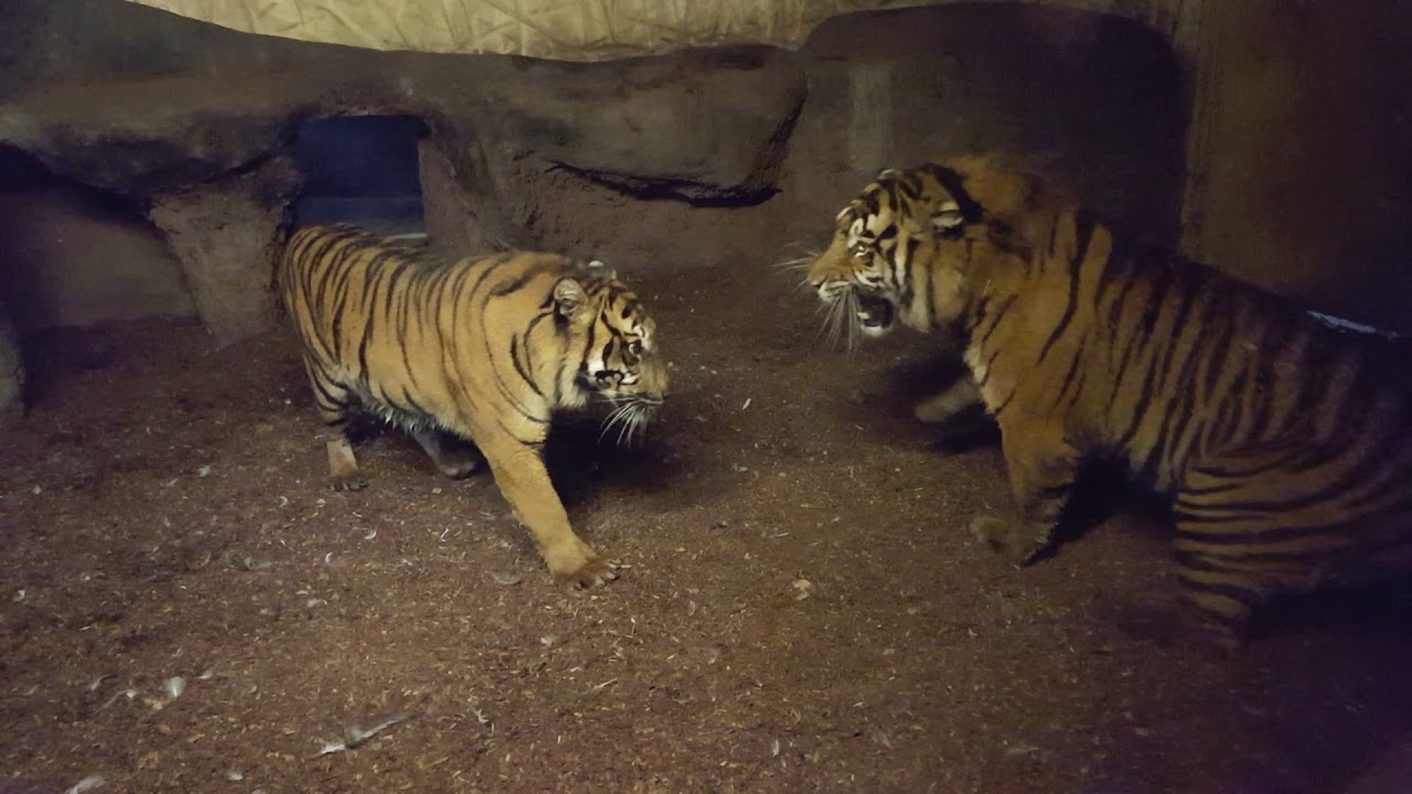 Sumatraanse tijgers in Diergaarde Blijdorp. .