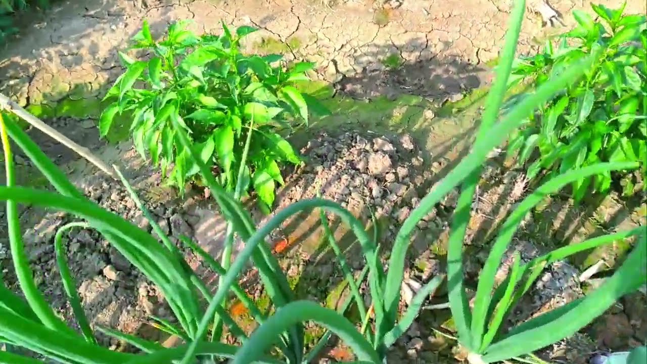 Amar লঙ্কার জোমি aj ghure dekhachi.My chili farm explore 