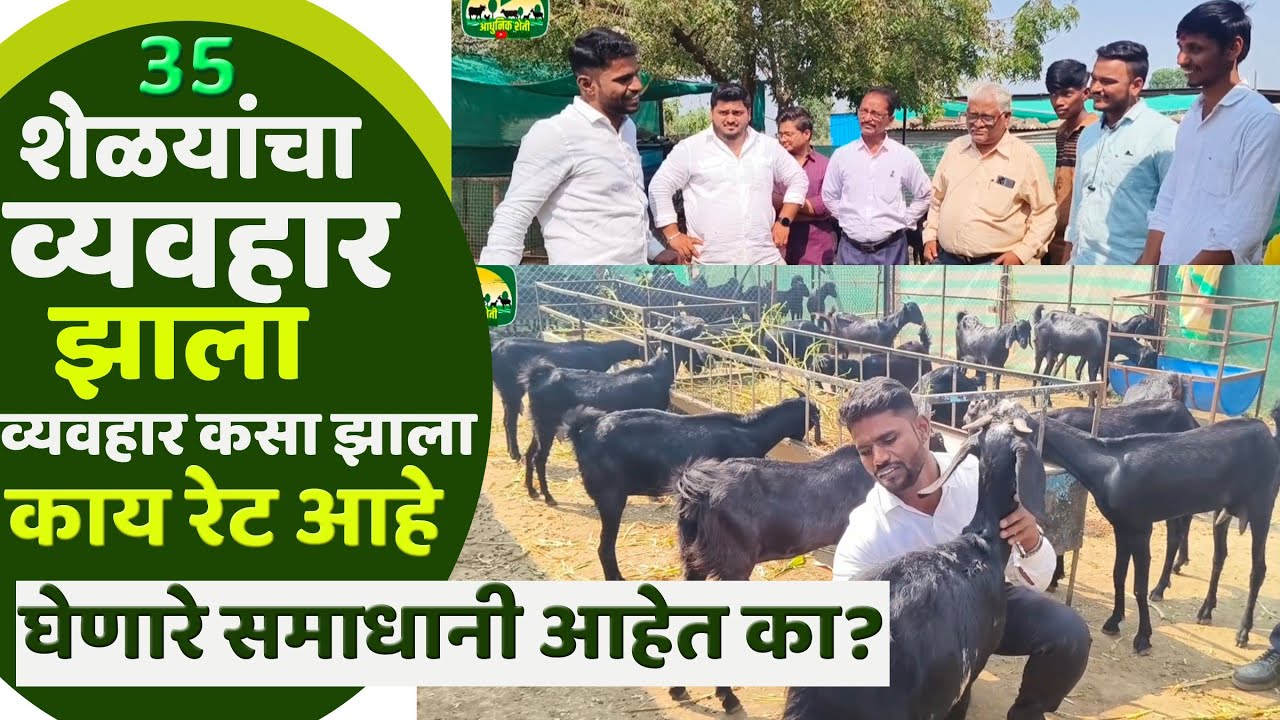 शेळ्यांचा व्यवहार कसा होतो ? | फार्म वरून शेळ्या घेतांना.... | कुटे सरकार शेळीपालन फार्म