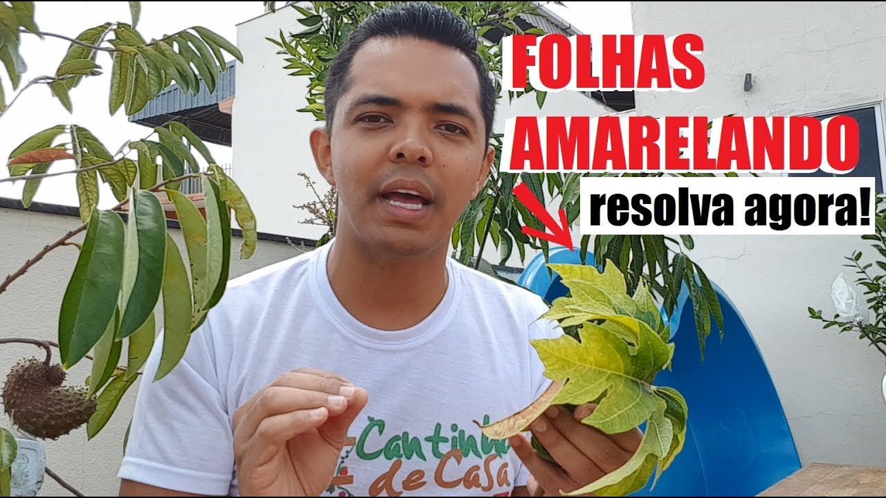 Folhas das plantas AMARELANDO? (5 causas e como Resolver)