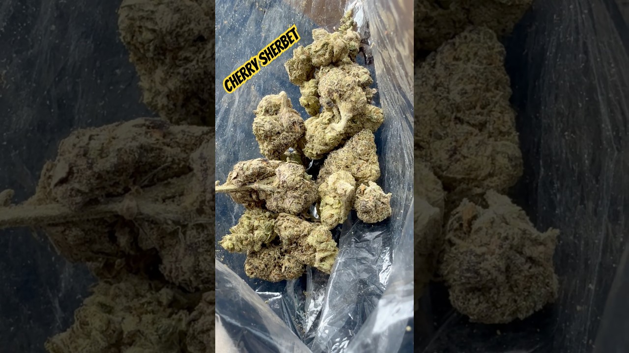 Cherry sherbet strain review