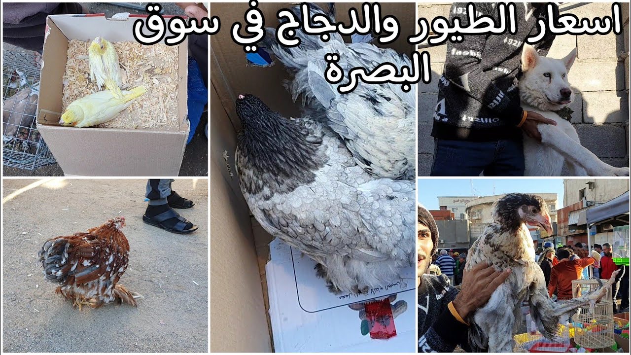 اسعار جميع الطيور والحيوانات في سوك الجمعة البصرة