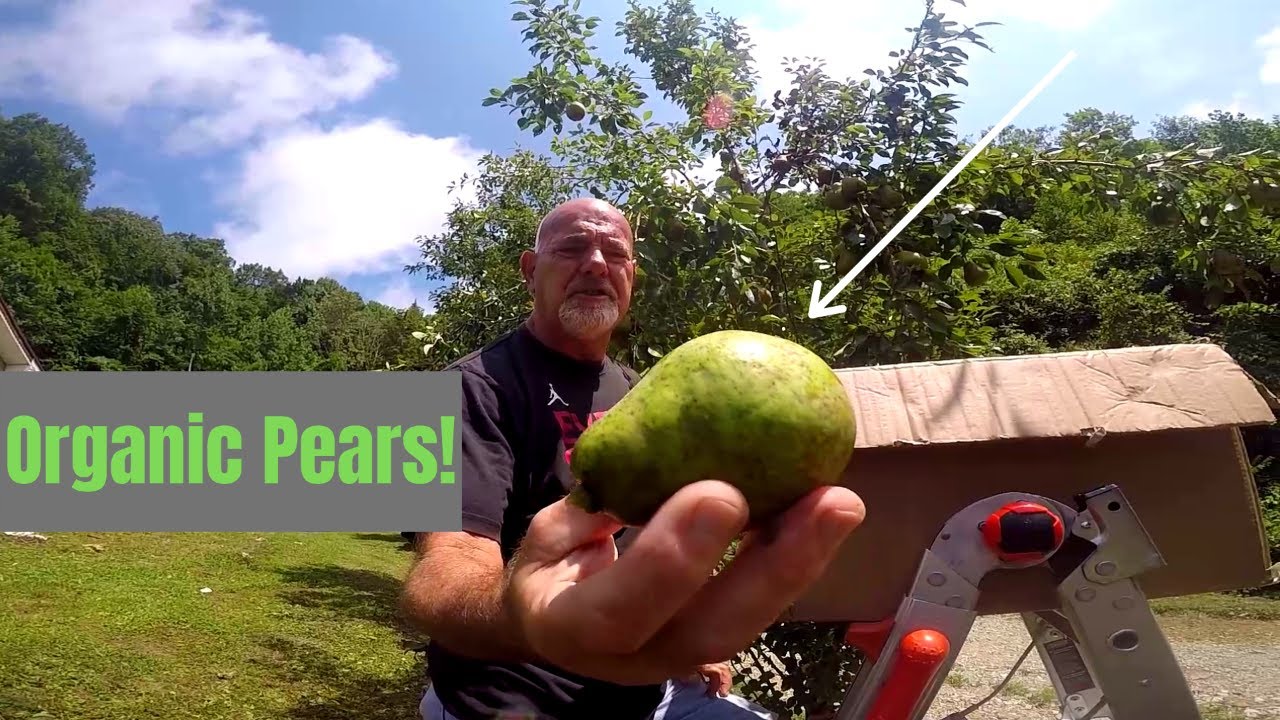 Picking Organic Pears